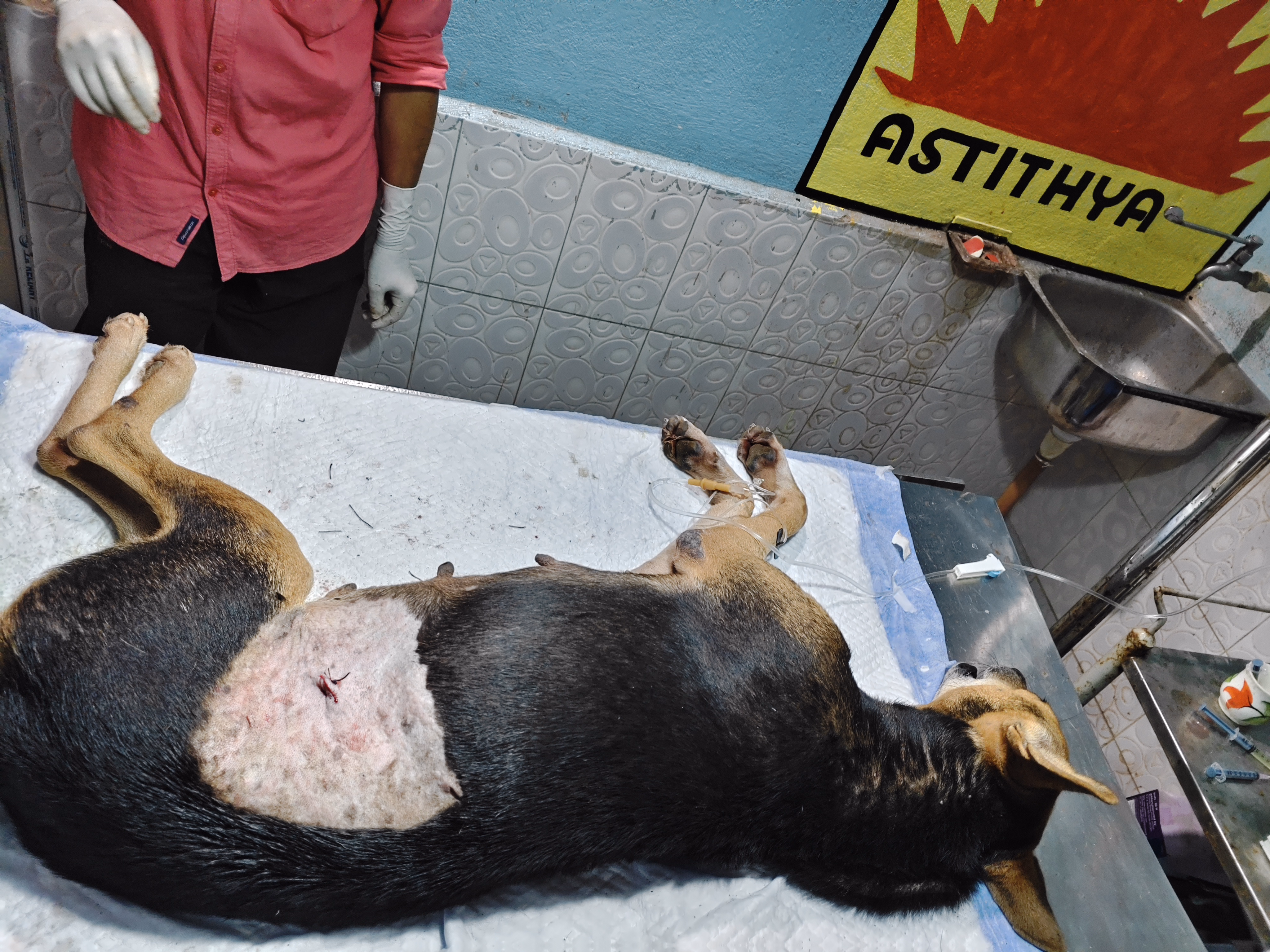 Animal Birth Control (ABC)